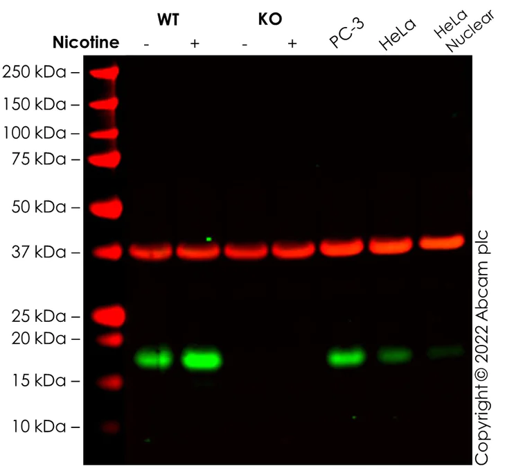 Western blot - Anti-Id1 antibody [EPR24304-18A] (AB283650)