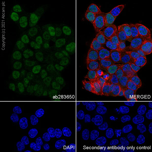 Immunocytochemistry/ Immunofluorescence - Anti-Id1 antibody [EPR24304-18A] - BSA and Azide free (AB283660)