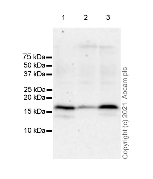 Western blot - Anti-Id1 antibody [EPR24304-18A] - BSA and Azide free (AB283660)