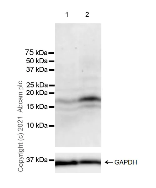 Western blot - Anti-Id1 antibody [EPR24304-18A] - BSA and Azide free (AB283660)