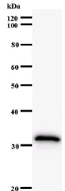 Western blot - Anti-ID2 antibody [2457C5a] (AB53545)
