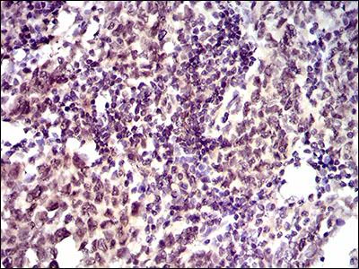 Immunohistochemistry (Formalin/PFA-fixed paraffin-embedded sections) - Anti-ID2 antibody [4E12G5] (AB166708)