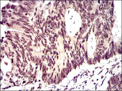 Immunohistochemistry (Formalin/PFA-fixed paraffin-embedded sections) - Anti-ID2 antibody [4E12G5] (AB166708)