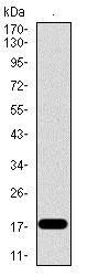 Western blot - Anti-ID2 antibody [4E12G5] (AB166708)