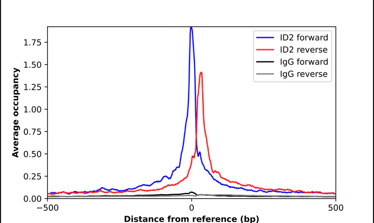 ChIP - Anti-ID2 Antibody (AB327211)