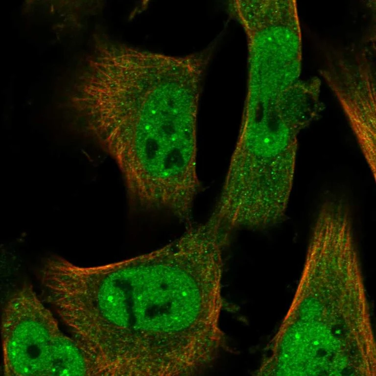Immunocytochemistry/ Immunofluorescence - Anti-ID2 Antibody (AB327211)