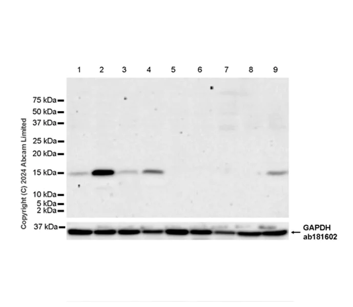 Western blot - Anti-ID2 antibody [EPR29025-9] - BSA and Azide free (AB320647)