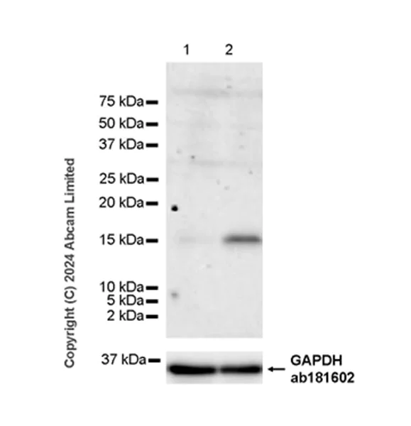 Western blot - Anti-ID2 antibody [EPR29025-9] - BSA and Azide free (AB320647)