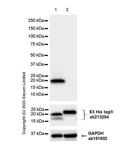 Western blot - Anti-ID2 antibody [EPR29025-9] - BSA and Azide free (AB320647)