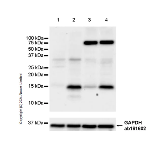 Western blot - Anti-ID2 antibody [EPR29025-9] - BSA and Azide free (AB320647)
