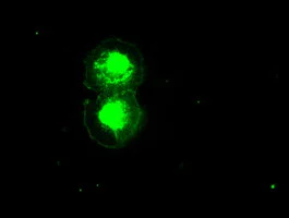 Immunocytochemistry/ Immunofluorescence - Anti-ID2 antibody [OTI9A8] (AB236504)