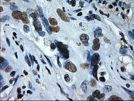 Immunohistochemistry (Formalin/PFA-fixed paraffin-embedded sections) - Anti-ID2 antibody [OTI9A8] (AB236504)