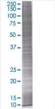 SDS-PAGE - ID2 overexpression 293T lysate (whole cell) (AB94214), expandable thumbnail