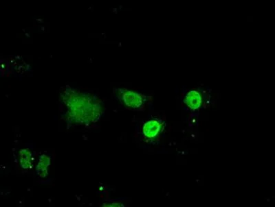 Immunocytochemistry/ Immunofluorescence - Anti-ID3 antibody [OTI8B3] (AB236505)