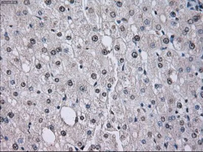 Immunohistochemistry (Formalin/PFA-fixed paraffin-embedded sections) - Anti-ID3 antibody [OTI8B3] (AB236505)