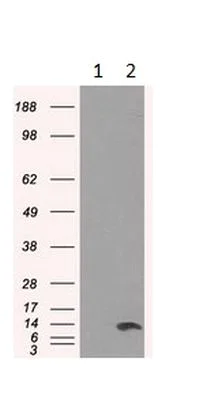 Western blot - Anti-ID3 antibody [OTI8B3] (AB236505)