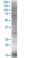SDS-PAGE - ID3 overexpression 293T lysate (whole cell) (AB94230), expandable thumbnail