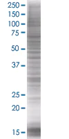 SDS-PAGE - ID3 overexpression 293T lysate (whole cell) (AB94230)
