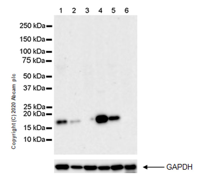 Western blot - Anti-ID4 antibody [EPR22323-36] - BSA and Azide free (AB273062), expandable thumbnail