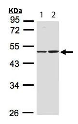 Western blot - Anti-IDH1 antibody (AB113232)