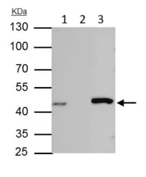 Immunoprecipitation - Anti-IDH1 antibody (AB137568)