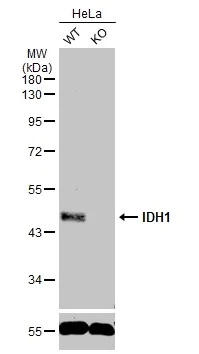 Western blot - Anti-IDH1 antibody (AB137568)