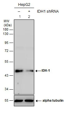 Western blot - Anti-IDH1 antibody (AB137568)