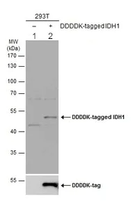 Western blot - Anti-IDH1 antibody (AB137568)