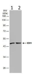 Western blot - Anti-IDH1 antibody (AB137568)