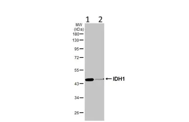 Western blot - Anti-IDH1 antibody (AB137568)