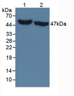 Western blot - Anti-IDH1 antibody [C12] (AB239606), expandable thumbnail