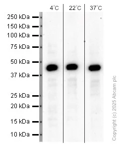 Western blot - Anti-IDH1 antibody [EPR12296] (AB172964)