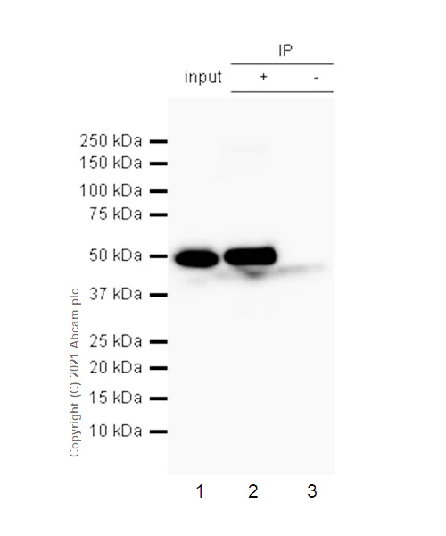 Immunoprecipitation - Anti-IDH1 antibody [EPR12296] - BSA and Azide free (AB214803)