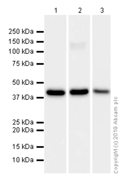 Western blot - Anti-IDH1 antibody [EPR12296] - BSA and Azide free (AB214803)