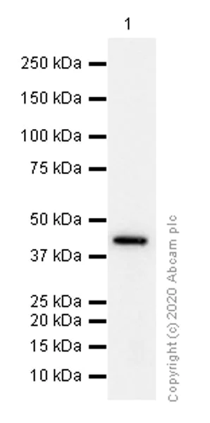 Western blot - Anti-IDH1 antibody [EPR12296] - BSA and Azide free (AB214803)