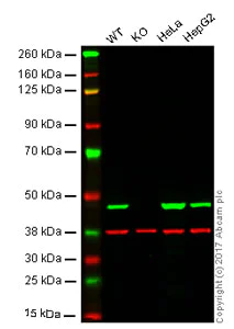Western blot - Anti-IDH1 antibody [EPR12296] - BSA and Azide free (AB214803)
