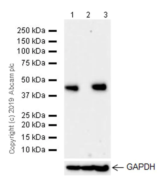 Western blot - Anti-IDH1 antibody [EPR21002] (AB230949)