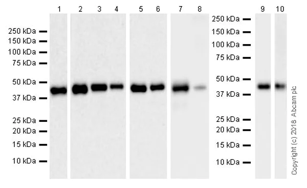 Western blot - Anti-IDH1 antibody [EPR21002] (AB230949)