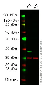 Western blot - Anti-IDH1 antibody [EPR21002] (AB230949)