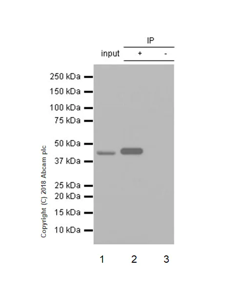 Immunoprecipitation - Anti-IDH1 antibody [EPR21002] - BSA and Azide free (AB242078)