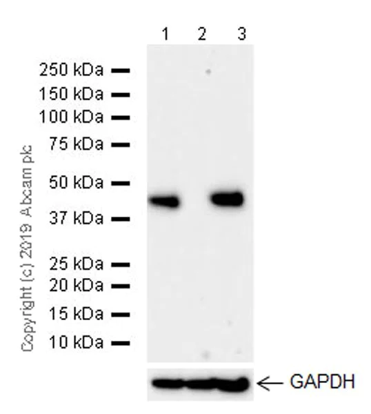 Western blot - Anti-IDH1 antibody [EPR21002] - BSA and Azide free (AB242078)
