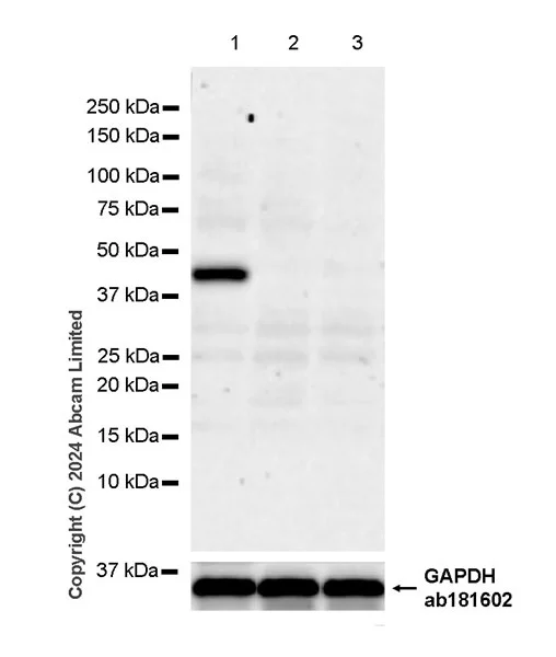 Western blot - Anti-IDH1 antibody [EPR26774-1] - BSA and Azide free (AB325964)