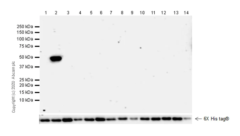 Western blot - Anti-IDH1 antibody [HMab-2] (AB256558)