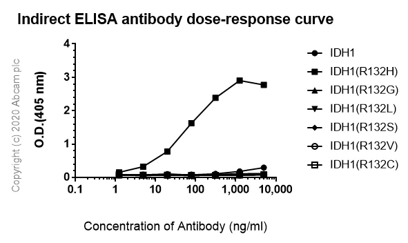 Indirect ELISA - Anti-IDH1 antibody [HMab-2] - BSA and Azide free (AB256563)