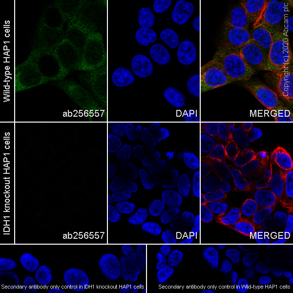 Immunocytochemistry/ Immunofluorescence - Anti-IDH1 antibody [RcMab-1] - BSA and Azide free (ab256562), expandable thumbnail