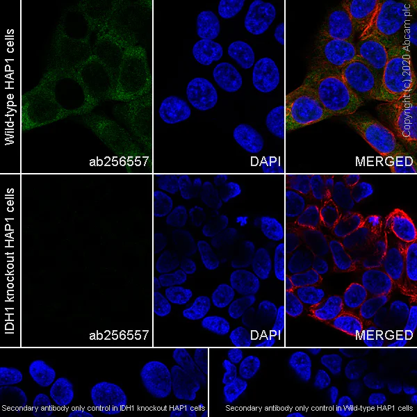 Immunocytochemistry/ Immunofluorescence - Anti-IDH1 antibody [RcMab-1] - BSA and Azide free (AB256562)