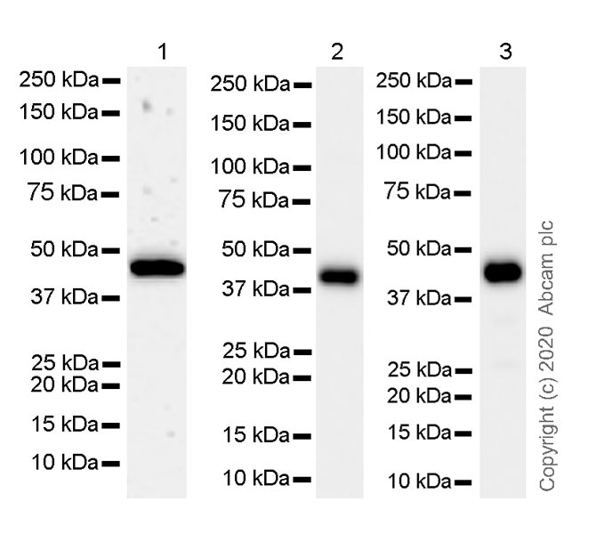 Western blot - Anti-IDH1 antibody [RcMab-1] - BSA and Azide free (AB256562), expandable thumbnail