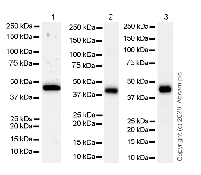 Western blot - Anti-IDH1 antibody [RcMab-1] - BSA and Azide free (AB256562)