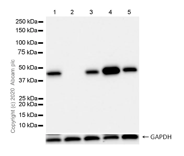 Western blot - Anti-IDH1 antibody [RcMab-1] - BSA and Azide free (AB256562)