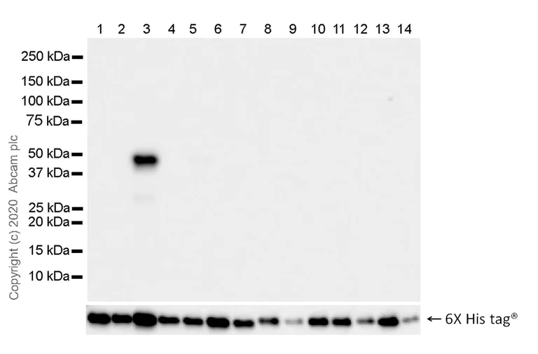 Western blot - Anti-IDH1 (mutated R132G) antibody [GMab-r1] - BSA and Azide free (AB264058)
